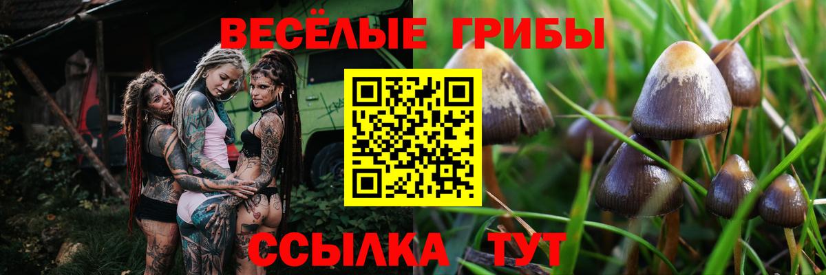 Псилоцибиновые грибы Magic Shrooms  Вход с VPN  что такое наркотик  Псилоцибиновые грибы Magic Shrooms  Тара 